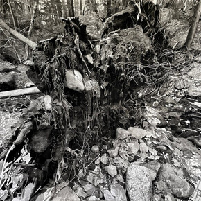 Chris Doyle, Newly Fallen #11, 2022. Watercolor on paper mounted to 2 panels, 96 x 96 inches. Courtesy of Catharine Clark Gallery