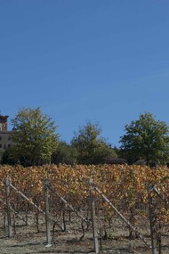 Novello is a municipality in Cuneo Province in the Piedmont region of northern Italy by Federico Moznich