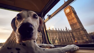El K9 es un autobús turístico que ofrece una ruta pensada especialmente para perros