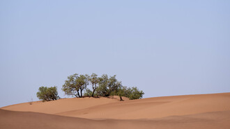 We never did convince the desert to go green