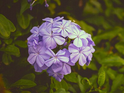 Flora venezolana