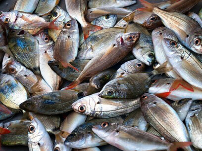 Oggi la popolazione della regione di Loreto continua a mangiare una quantità di pesce vicina a quella del passato ma la qualità è declinata assieme alla biodiversità
