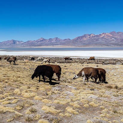 Los ecosistemas del sur peruano ofrecen un escenario privilegiado para investigar la adaptación de las especies frente al cambio climático. Reserva Nacional Salinas, Arequipa, Perú