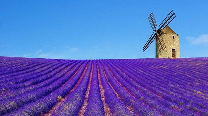 Campos de lavanda a las afueras de Grasse
