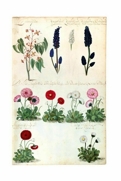 Florilegio della versione facsimile del De Geest della Biblioteca nazionale di Roma