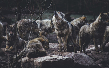 Dans le silence des montagnes, la meute veille sur des secrets plus anciens que les hommes
