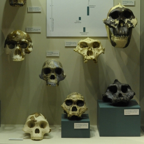 Evolution. Courtesy of Harvard Museum of Natural History