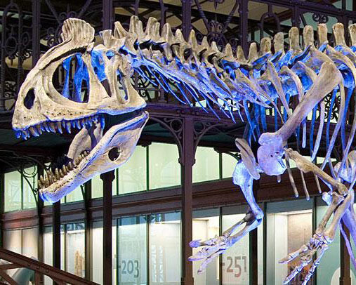 Galerie des Dinosaures. Courtesy of Royal Belgian Institute of Natural Sciences