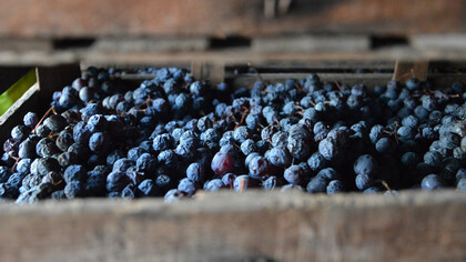 Le uve dell'Amarone