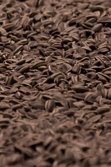 "Semillas de girasol", instalación, Ai Weiwei, 2010