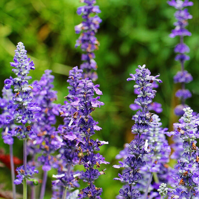 Fiori di salvia