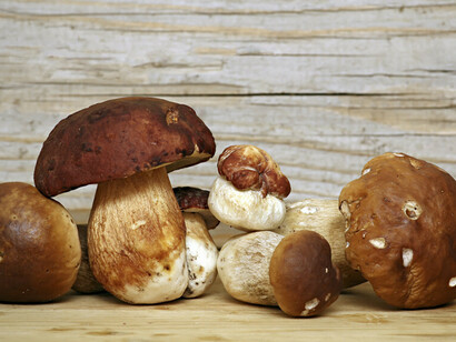 Funghi porcini