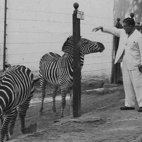 Jurado Artacho, conhecido como o arquiteta não-arquiteta brasileiro brinca com zebra em zoológico 
