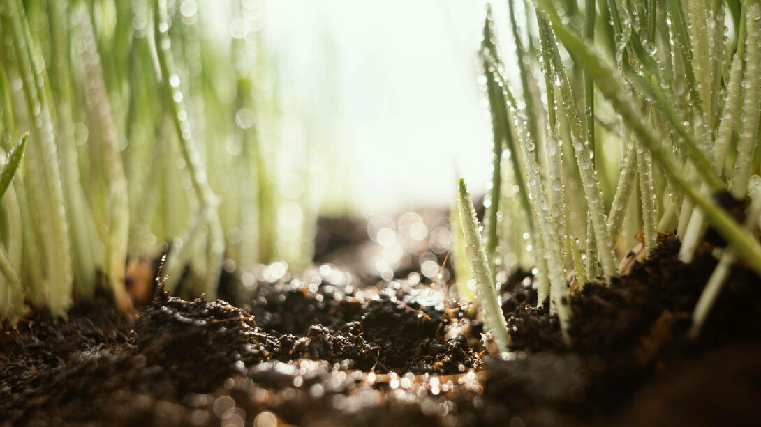 Terreno ed erba naturali: "Tutto è stato sostituito con concimi e fertilizzanti che tra l’altro non fanno bene alla salute dell’uomo. Abbiamo sostituito un sistema naturale e innocuo con uno artificiale, sbrigativo, ma pericoloso"