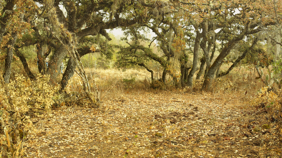Bosque, Latuvi, Oaxaca