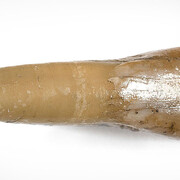 Fossil Mammals. Courtesy of Museum für Naturkunde