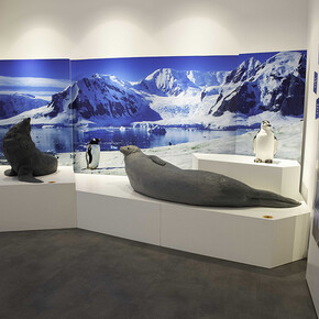 El museo en la Antártida, vista de exhibición. Cortesía de Casa de la Ciencia