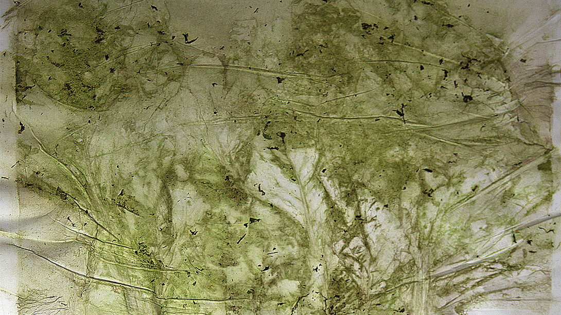 Edgar Massul  *das tuas margens, algumas plantas espremidas*, 2014 (séries)  