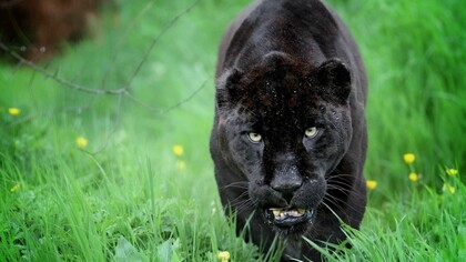 Il mito della Pantera