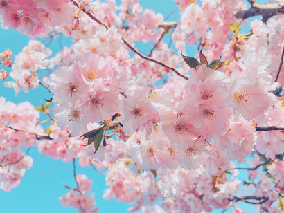 Flores de cerezo en primavera: una vez más se oye el canto colectivo de alegría, el ruego de que nuestros corazones queden sin fronteras por un instante