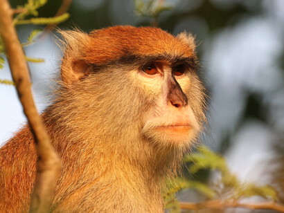 Patas Monkey © Gehan de Silva Wijeyeratne