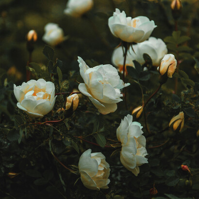 Flores. Deixa ficar a flor