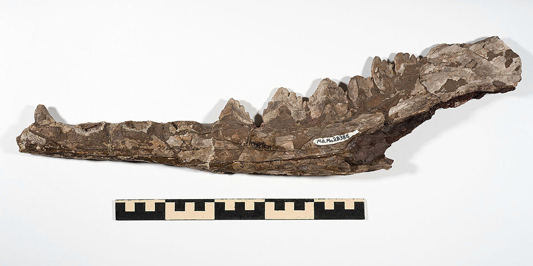 Fossil Mammals. Courtesy of Museum für Naturkunde