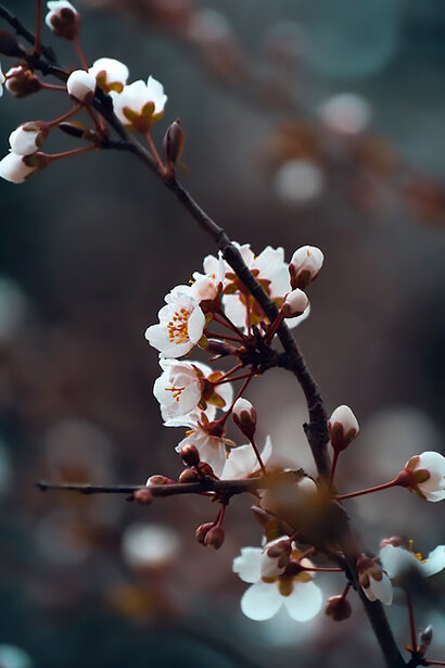 White and pink cherry blossom