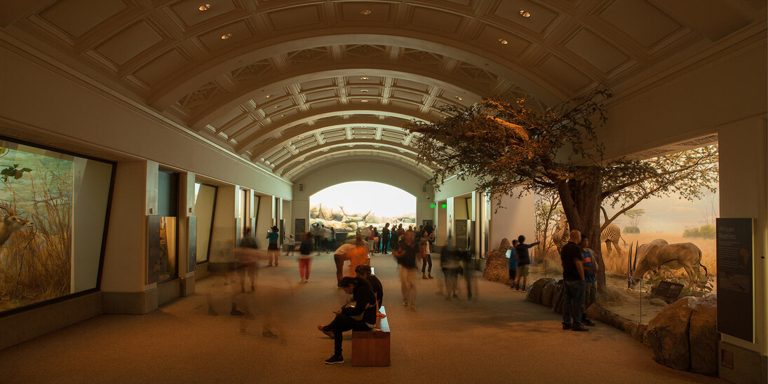 Tusher African Hall. Courtesy of California Academy of Sciences