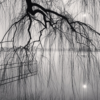 Lake Tree, Beihai Park, Beijing, China, 2008