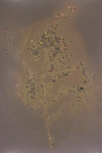 Elizabeth Z. Pineda, Gobernadora, 2025. Courtesy of the artists and Phoenix Art Museum