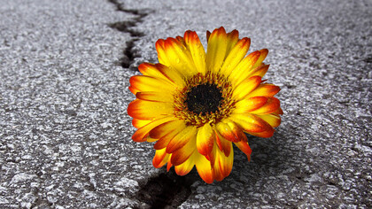 As flores podem sobreviver até mesmo em lugares inóspitos