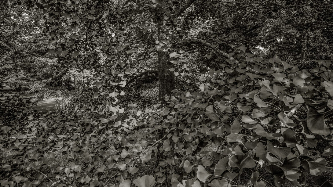 Nicholas Nixon, Arnold arboretum no. 1, 2024. Courtesy of Robert Klein Gallery