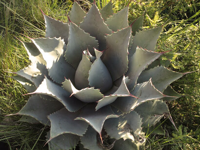 Agave Tobalá