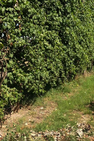 L'Asprinio e il suo territorio. I vigneti di Asprinio sono un museo naturale a cielo aperto, un paesaggio naturale unico, che permette di ottenere un vino, “allegro, leggero, brioso” e uno spumante elegante, eccezionalmente buono, molto ricercato per la sua naturale freschezza (Veronelli), riconducibile soltanto a questa terra: l’agro aversano, a cavallo delle province di Terra di Lavoro e Napoli