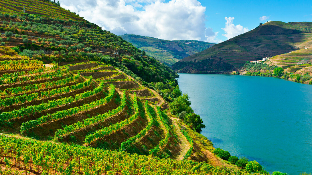 Douro Vinhateiro