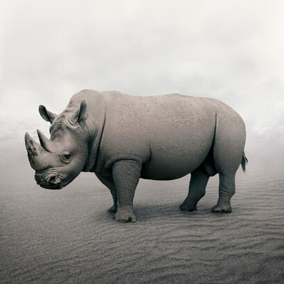 Restful Rhino

Photo based digital painting
60 x 50 inches