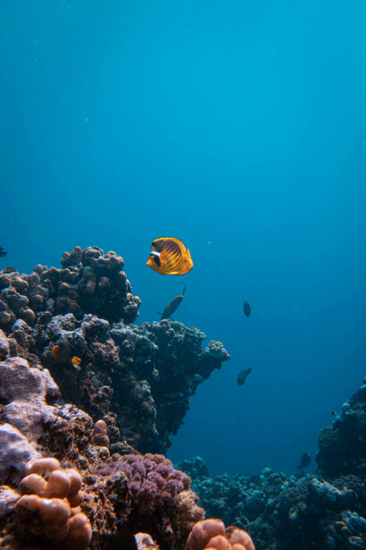 So far, about 240,000 marine species have been officially described, but millions may exist