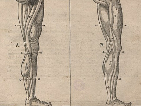 Le Livre de pourtraiture de Maistre Jean Cousin, publié en 1595