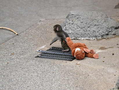Macaco Punch caminha arrastando sua pelúcia pelo espaço, mantendo-a sempre por perto. Assim como nós, ele encontra apoio onde é possível enquanto aprende, pouco a pouco, a se conectar com o mundo