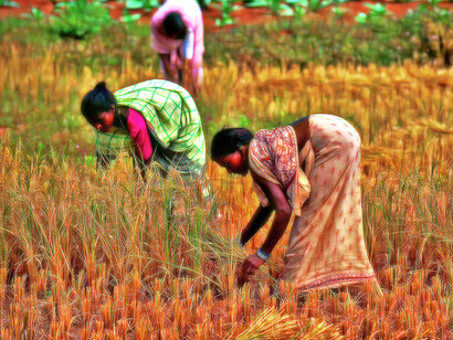India, Stato dell’Orissa – Donne al lavoro nei campi nella zona dei villaggi delle popolazioni Paraja e Didayi. Ph Sergio Pessolano 
 