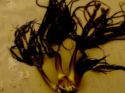 Durvillaea antarctica