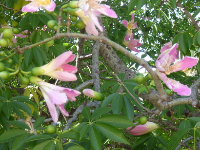Orto botanico di Palermo, Ceiba speciosa