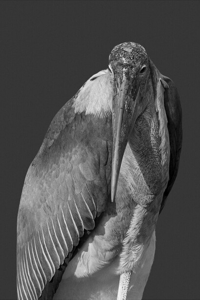 Mirjana Vrbaški, Marabou (detail), 2015. Courtesy of Galerie Springer