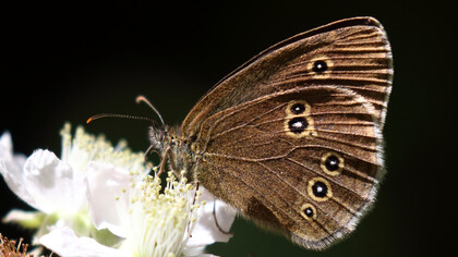 Ringlet © Gehan de Silva Wijeyeratne