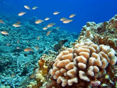 The oceans could become 150% more acidic than preindustrial times by 2100
