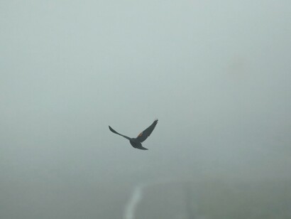 Pájaro en la niebla