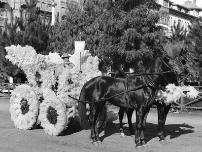 Horse-drawn float covered with pampas grass in the Pasadena Tournament of Roses parade, ca.1903