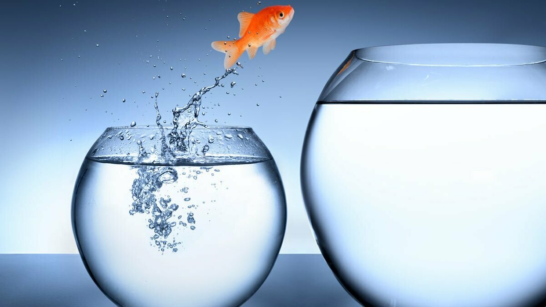 Pesce rosso che salta da una boccia più piccola a una più grande. Cambiare risulta difficile per la maggior parte delle persone