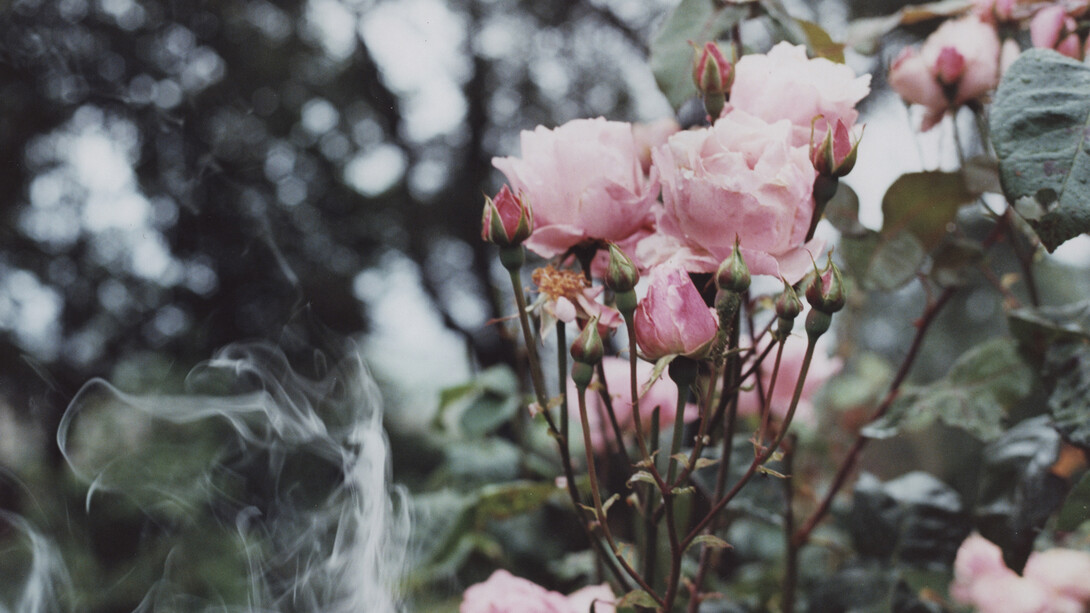 Samuel Laurence Cunnane, Roses, 2014, Hand-printed C-type print on archival photo paper, framed, 16.7 x 25.5 cm / 10 x 6.6 in, Image courtesy Kerlin Gallery